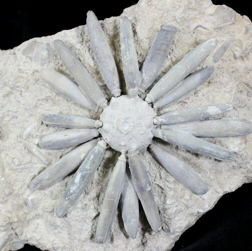 Beautiful Asterocidaris Urchin Fossil - Jurassic #23935